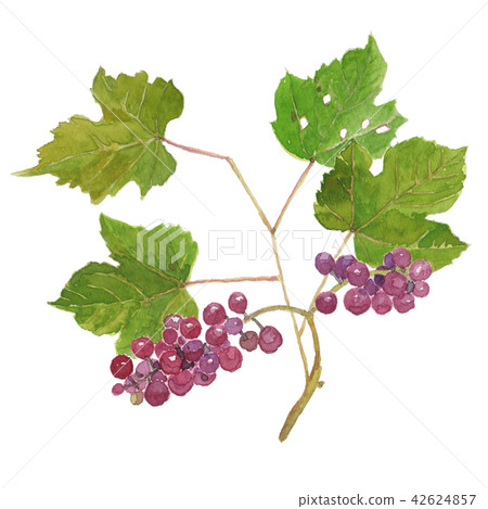 Grape Delaware Vitis labrusca 'Delaware' Grape Delaware Vitis labrusca 'Delaware' 42624857