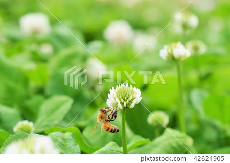 蜂和三葉草開花白花和蜜蜂 蜂和三葉草開花白花和蜜蜂 42624905
