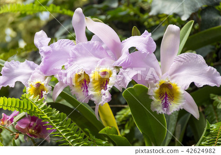 Cattleya 42624982