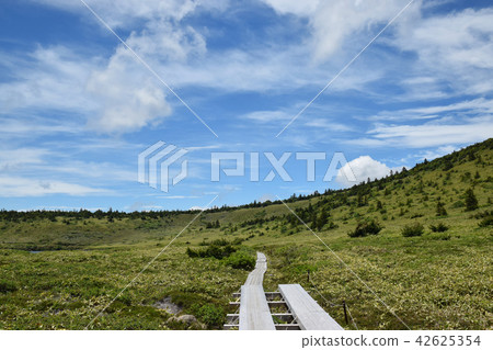 Wood Road and Mountain 42625354