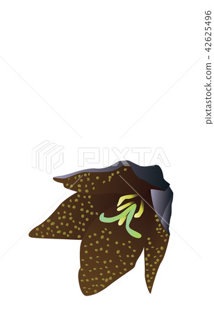 Prefectural Flower Simple Ishikawa Kureyurei 42625496