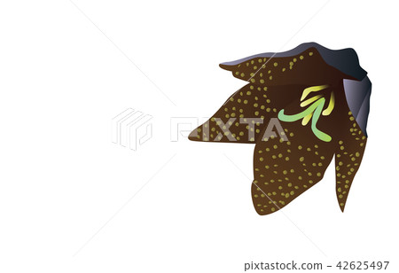 Prefectural Flower Simple Ishikawa Kureyurei 42625497