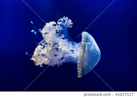 White spotted jellyfish underwater. Close up 42625527