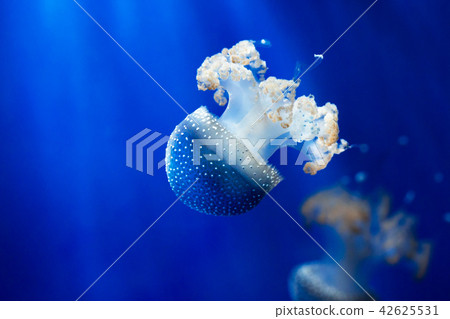 Phyllorhiza punctata. White spotted jellyfish 42625531
