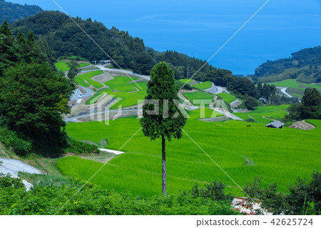 Summer rocky ryuu rice terrace 42625724
