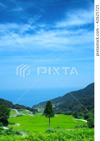 Summer rocky ryuu rice terrace 42625725