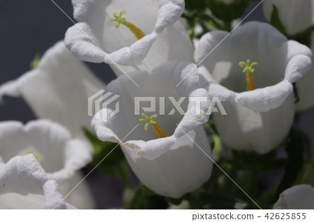White bell bell (Campanula) 2 White bell bell (Campanula) 2 42625855