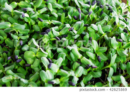 Sunflower Helianthus Seed for Sprout Planting Sunflower Helianthus Seed for Sprout Planting 42625869