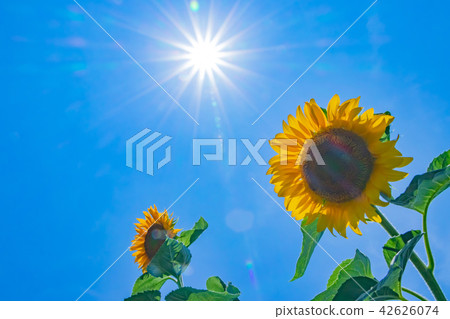 燃燒的太陽和強大的向日葵 燃燒的太陽和強大的向日葵 42626074