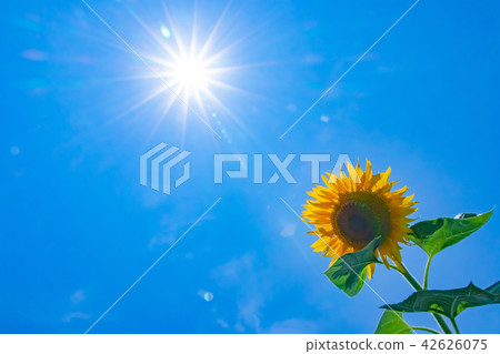 燃燒的太陽和強大的向日葵 燃燒的太陽和強大的向日葵 42626075