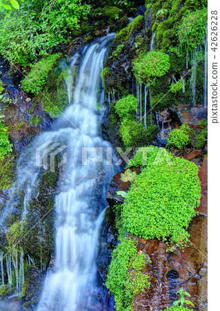 女神冰水 42626228