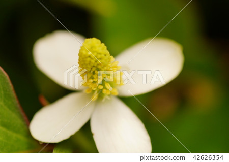 北達見花 42626354