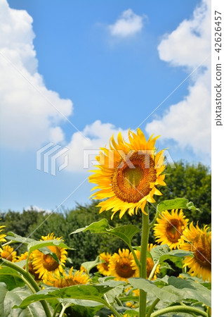 Sunflower in full bloom and blue sky (N) 42626457