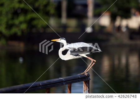 Crane at Bere Lake Colombo Sri Lanka 42626748