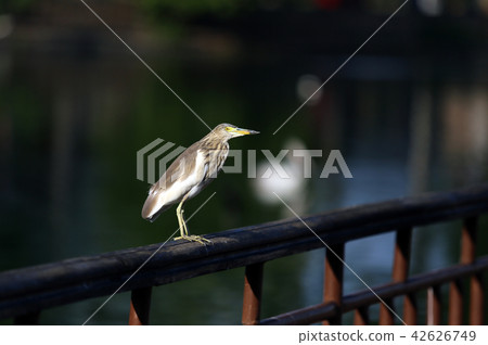 Crane at Bere Lake Colombo Sri Lanka Crane at Bere Lake Colombo Sri Lanka 42626749