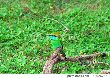 Bee eater Bundala National park Sri Lanka Bee eater Bundala National park Sri Lanka 42626756