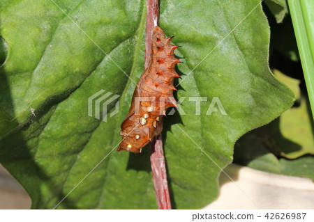 The pupa of the clawed clawed bamboo forest with gold-plumage budge 42626987