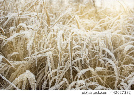Dry grass is covered with snow frost  42627382