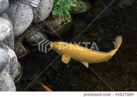 鯉魚 42627884