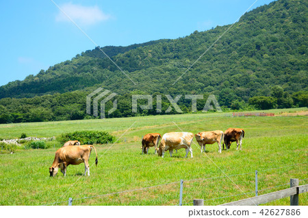 Hiruzen Highland Jersey Beef 42627886