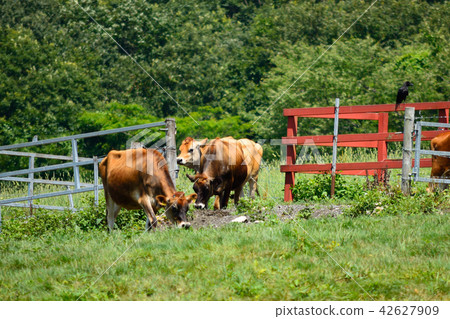 Hiruzen Highland Jersey Beef Hiruzen Highland Jersey Beef 42627909