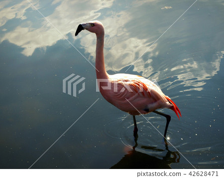 Pink Flamingo  42628471