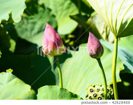 Nakayoshi蓮花芽 Nakayoshi蓮花芽 42628489