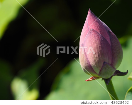 蓮花的芽 42628492