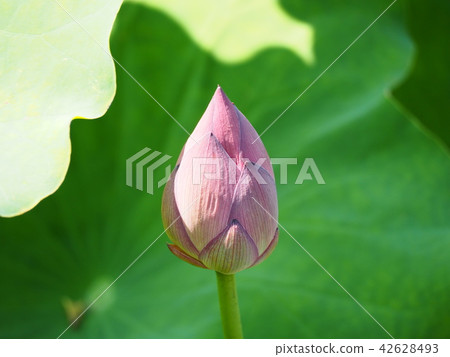 蓮花的芽 蓮花的芽 42628493