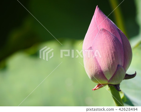 蓮花的芽 蓮花的芽 42628494