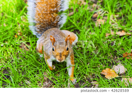 Cheerful naughty  squirrel in Madison Square Park 42628589
