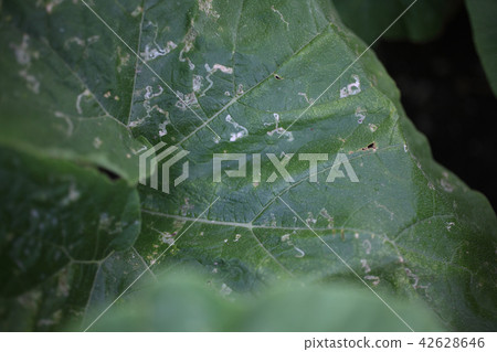 Damage of pea fly glaze 42628646