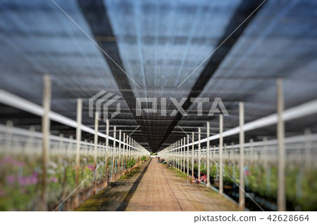 Plantation of orchid farm Plantation of orchid farm 42628664