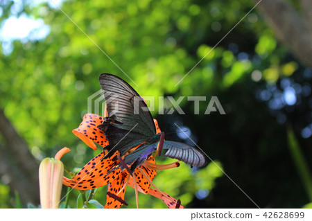 吞下與花蜜的烏鴉蔥 42628699