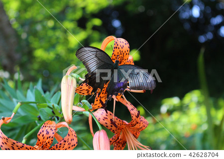 A crow swallowing onion with flower nectar 42628704