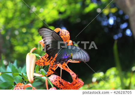 吞下與花蜜的烏鴉蔥 吞下與花蜜的烏鴉蔥 42628705