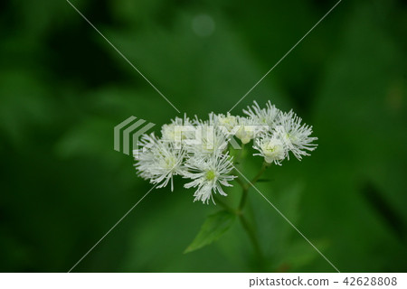 Larchaceous 42628808