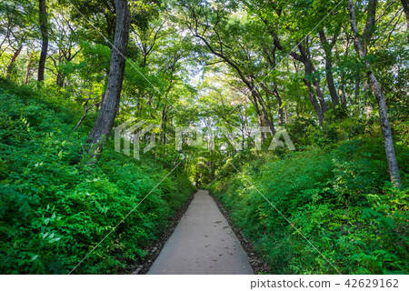 Scenery of the Kokubunji shi Kamakura road 42629162