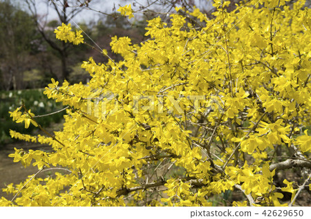 Forsythia 42629650