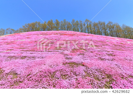 Toigo-koto蚊子櫻花公園<盛開> 42629682