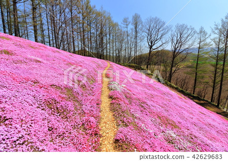Toigo-koto mosquito cherry park <full bloom> 42629683
