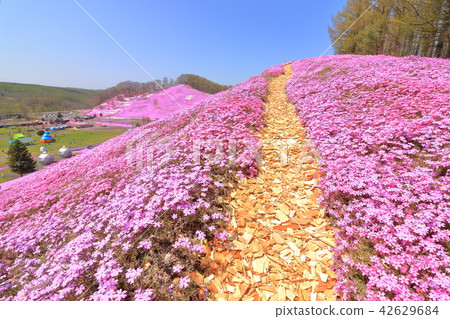 Toigo-koto mosquito cherry park <full bloom> 42629684