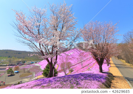 Toigo-koto蚊子櫻花公園<盛開> 42629685