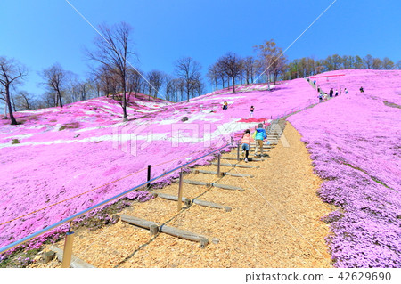 Toigo-koto蚊子櫻花公園<盛開> 42629690