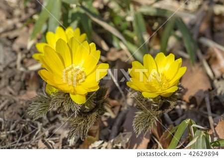 Adonis ramosa Adonis ramosa 42629894