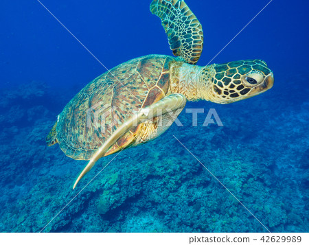 Sea turtle Sea turtle 42629989