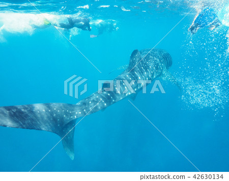 Whale shark Whale shark 42630134