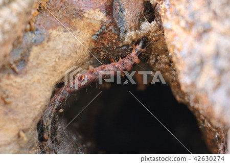 生物昆蟲Bokuta,幼蟲。它似乎捕食了小型昆蟲,它們傷害了橡樹,其他人則在食肉餐中聚集在樹液中 生物昆蟲Bokuta,幼蟲。它似乎捕食了小型昆蟲,它們傷害了橡樹,其他人則在食肉餐中聚集在樹液中 42630274