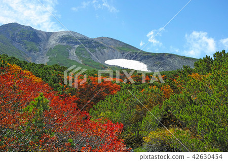 Autumn scenery of Norikura echo line 42630454