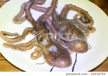活章魚 活章魚 42630704